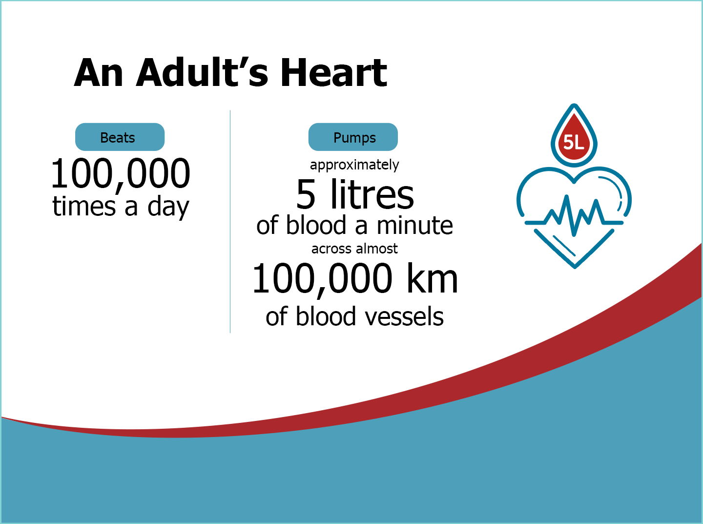 Adult heart beats 100,000 times/day, pumps 5L blood daily.