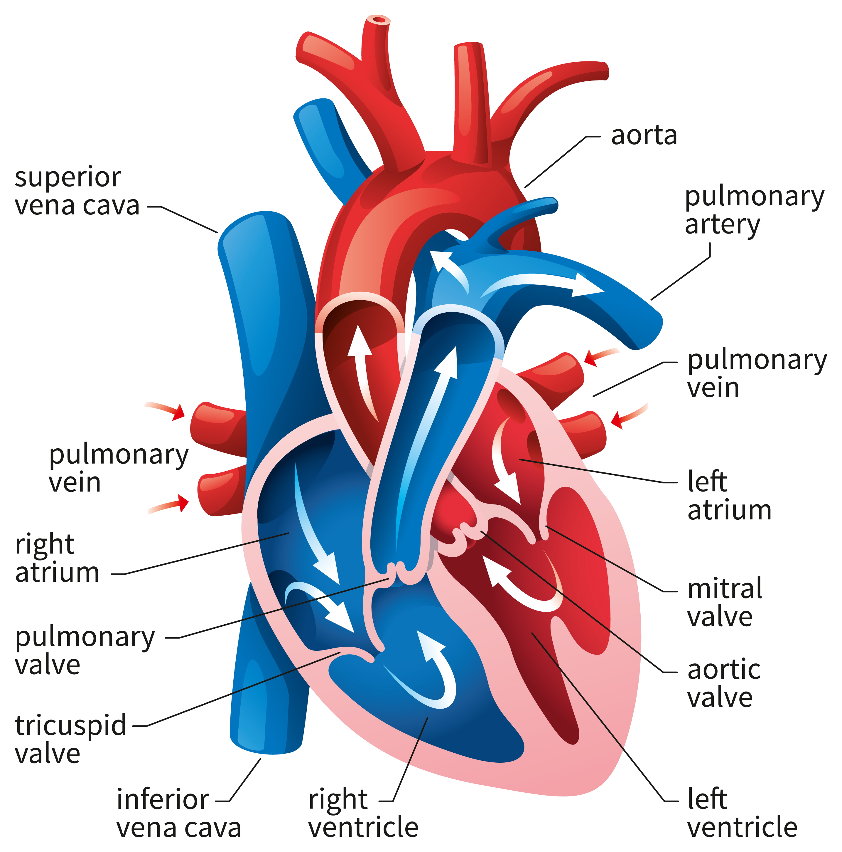 cardiology-heart-diagram