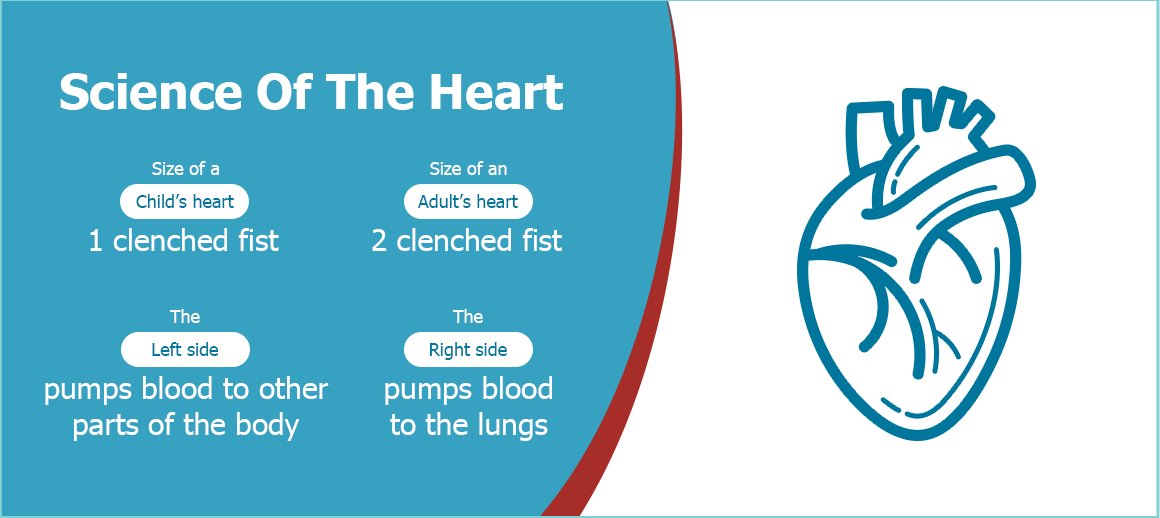 Heart science, size, and left/right functions illustrated