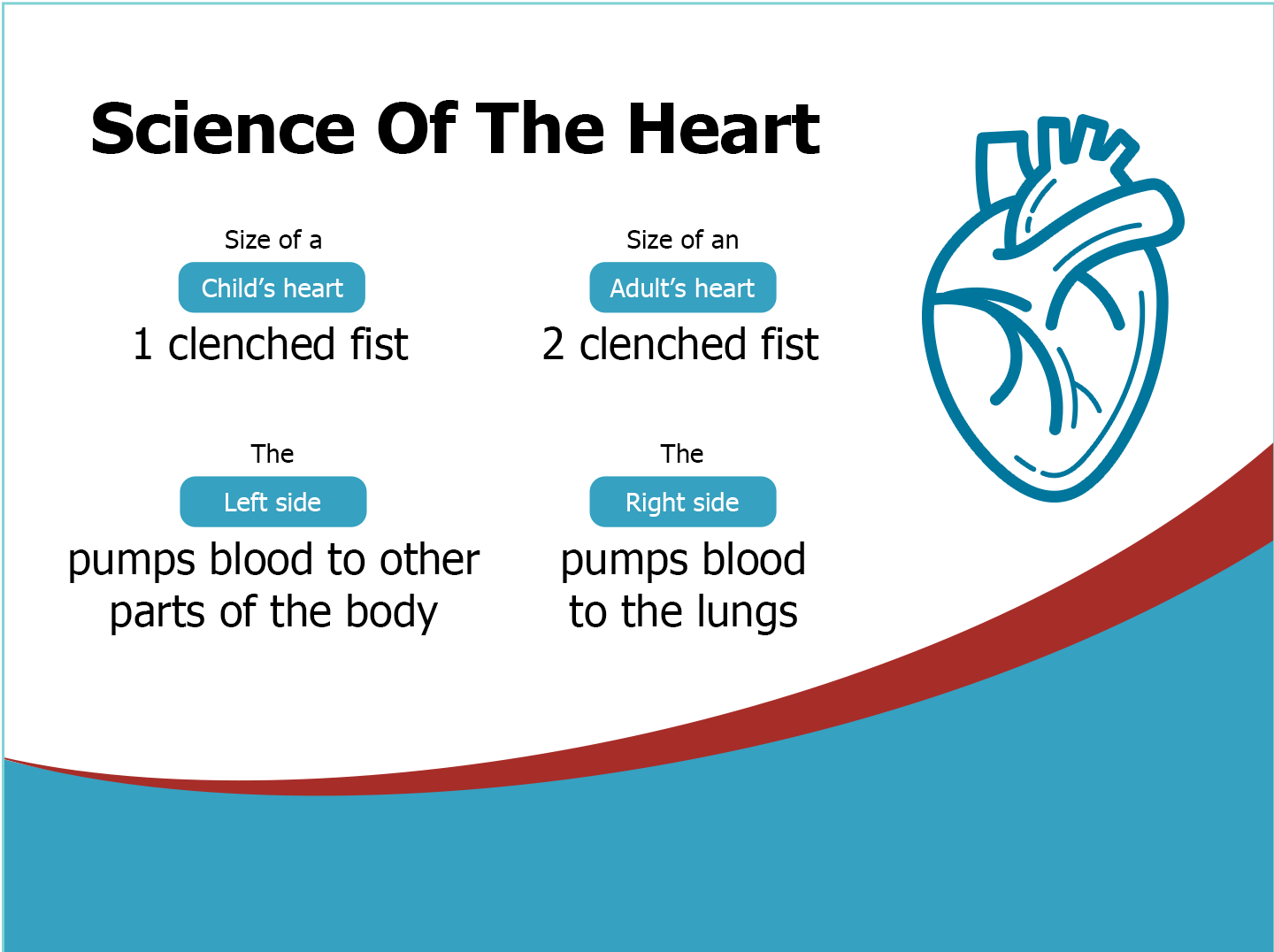 Heart science, size, and left/right functions illustrated