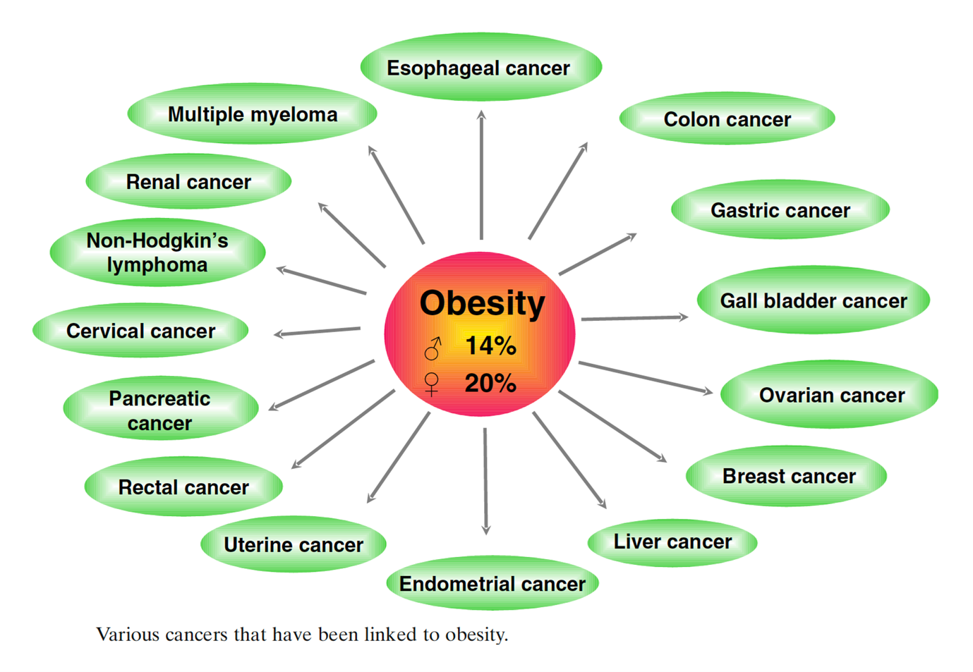 Lifestyle Cancer - Obesity