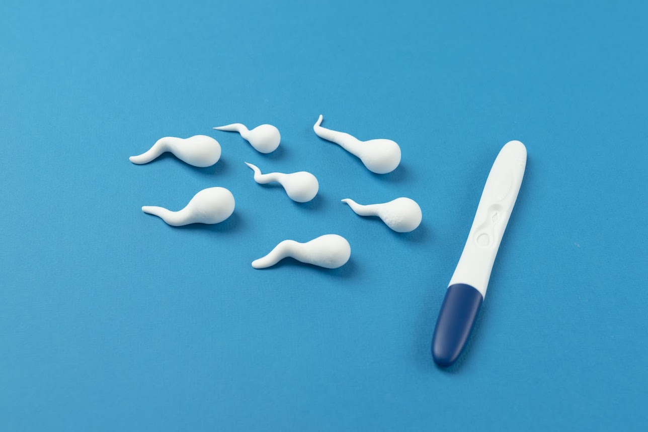 Sperm models with pregnancy test