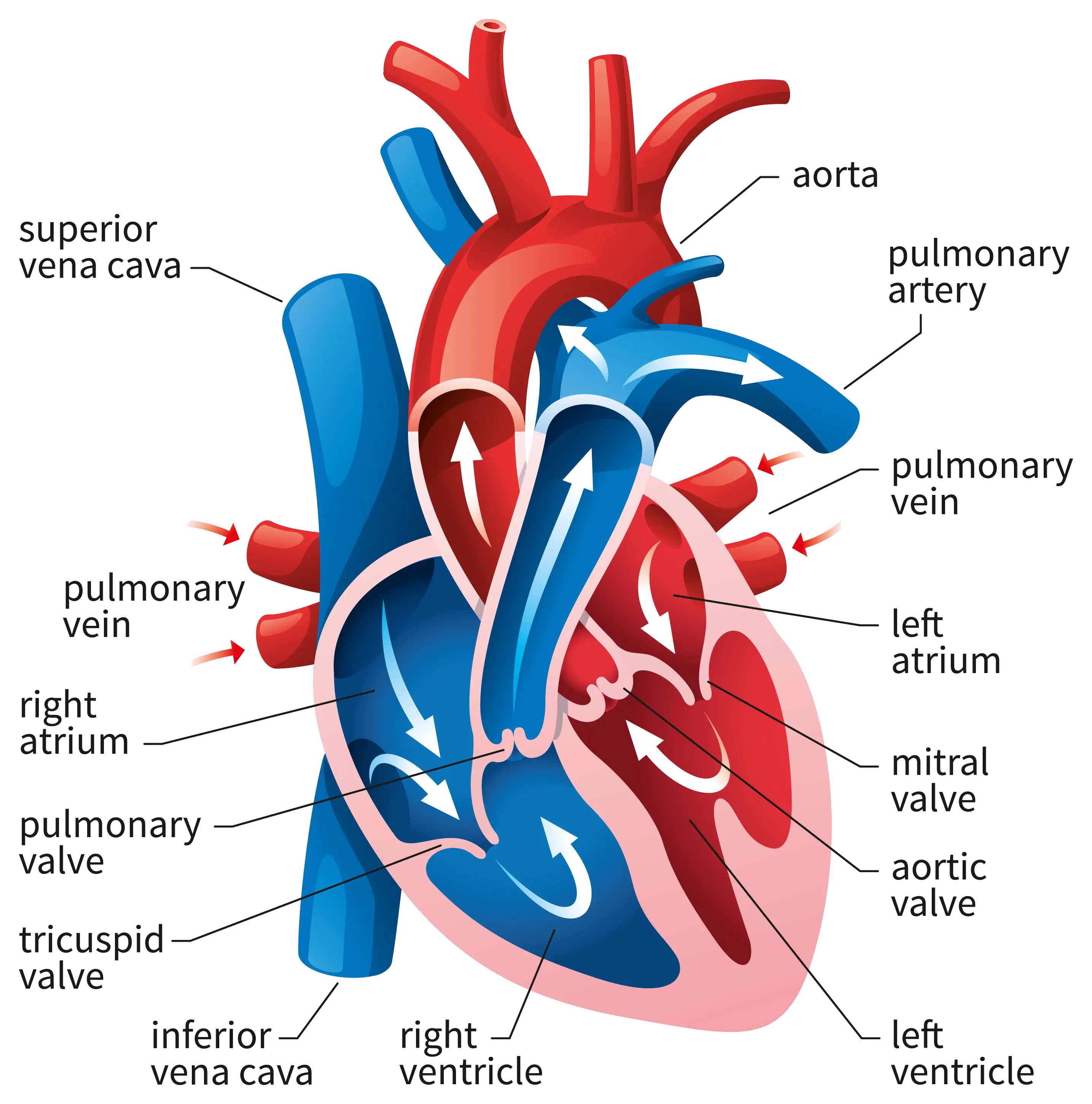 cardiology-heart-diagram